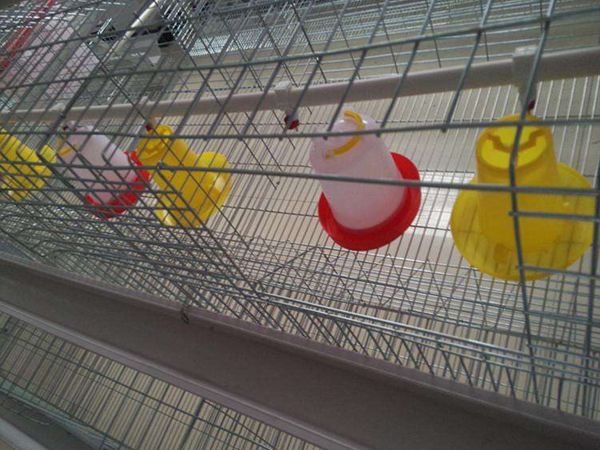 肉雞平養(yǎng)自動化料線